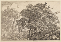 TvB G 2419
<br/>
De grote beuk
<br/>
<em>Ruisdael, Jacob Isaacksz. van (1628/29-1682)</em>